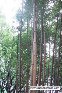 Foresta di bambù cinesespresso