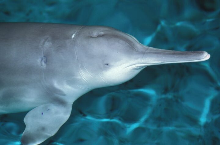 baiji delfino di fiume cinese 